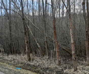 Aktuality / Nebezpečné stromy v katastri obce - foto