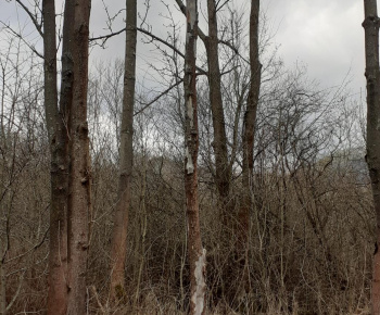 Aktuality / Nebezpečné stromy v katastri obce - foto