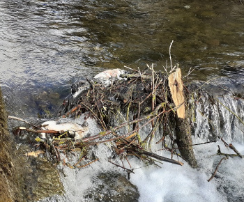 Aktuality / Prikrmoval ryby kožkami. - foto