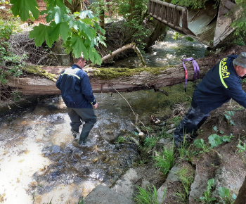 Padnutý strom v Prosiečanke