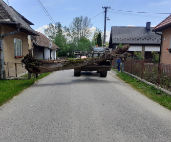 Padnutý strom v Prosiečanke